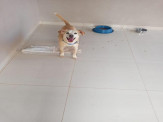 Maracaju: Procura-se animal de estimação desaparecido