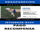 Maracaju: Procura-se animal de estimação desaparecido
