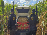 DOF apreende mais de 600 quilos de drogas em Maracaju