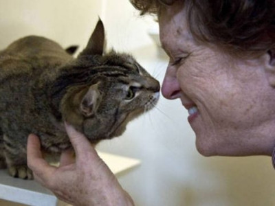 Gatos entendem (e copiam) as expressões dos donos