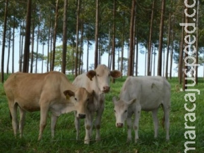 Cientistas discutem impactos das mudanças climáticas na agropecuária