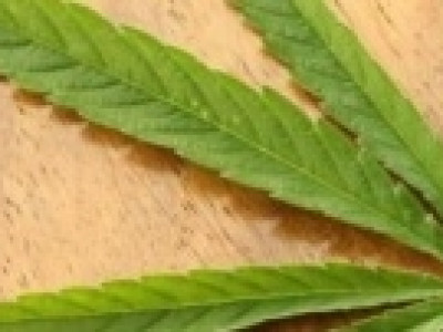Cientista comemora decisão da Anvisa e espera ampliação de pesquisas com maconha