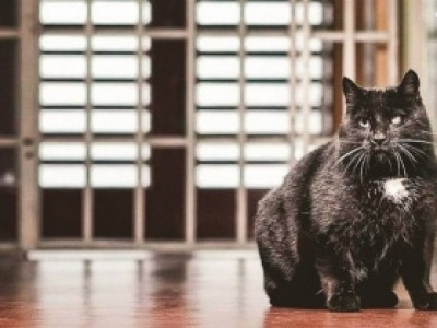 Prisão de Berlim usa gatos para ensinar empatia a detentos