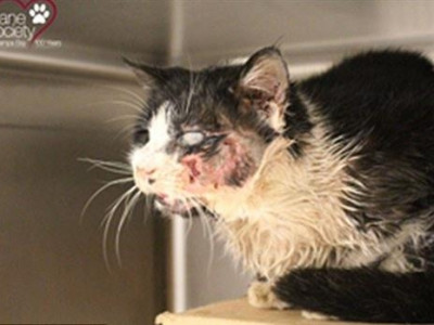 Gato que ressuscitou teria sido trazido à vida pelo amigo