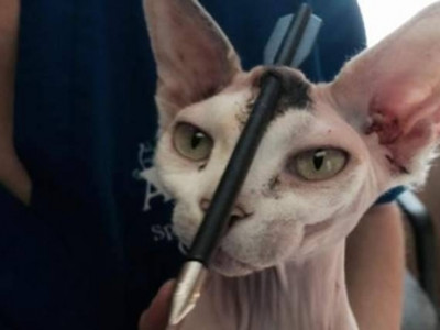 Gato sobrevive milagrosamente após flecha atravessar sua cabeça