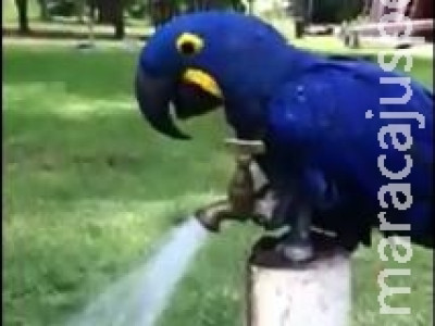 Arara azul abre torneira e toma banho sozinha em MS