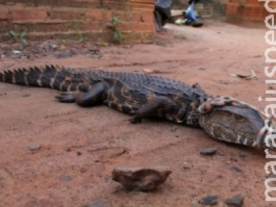 Morador encontra jacaré em quintal e coloca coleira para esperar PMA