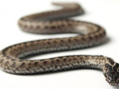 Cobras surgiram há 170 milhões de anos, segundo estudo