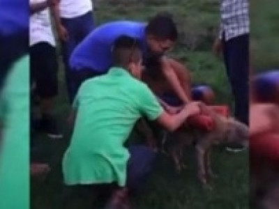 Menores de idade explodem cachorro com fogos de artifício