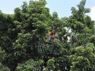 Homem ameaça pular de pé de abacate em Goioerê no Paraná