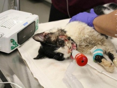 Dono pode perder a guarda do "gato-zumbi"