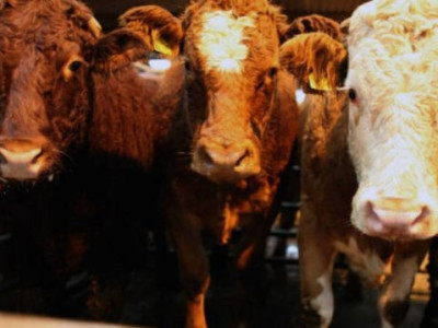 Canadá detecta 1° caso da doença da vaca louca desde 2011