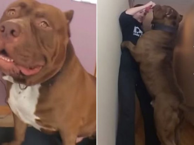 Vídeo do maior pitbull do mundo se torna viral na internet 