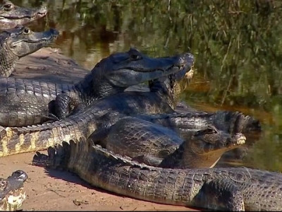 Pantanal é eleito o quarto melhor destino de viagem do mundo