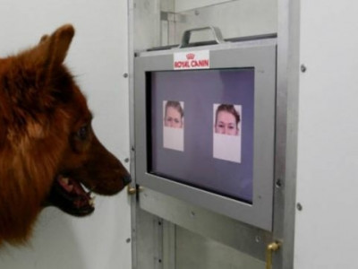 Cachorros percebem diferenças em emoções humanas, diz estudo