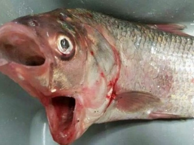 Homem captura peixe com duas bocas