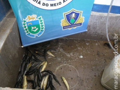 PMA autua pescador por pesca de iscas vivas durante a piracema