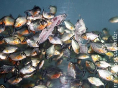 Menina morre após ser devorada por cardume de piranha