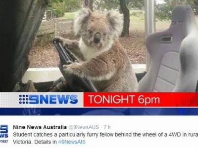 Coala "tenta roubar" carro na Austrália