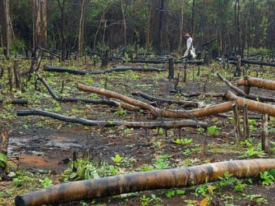 Desmatamento cresce 169% na Amazônia Legal