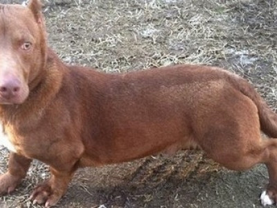 "Pitbull salsicha" abandonado faz sucesso na internet