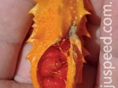 Planta pode matar até 98% de células cancerígenas e frear diabetes