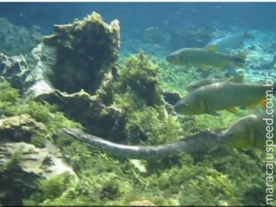 VÍDEO: sucuri é flagrada nadando entre peixes em MS