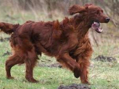  Cão é morto por envenenamento no maior concurso do mundo