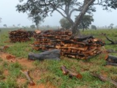 Polícia Ambiental autua fazendeira por extração ilegal de madeira no interior