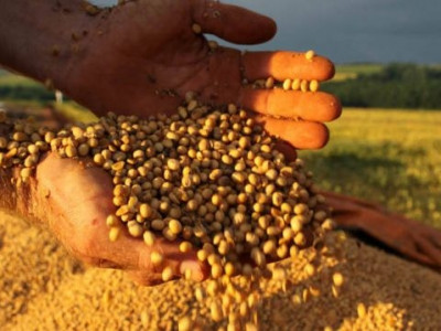 Atrasadas, vendas de soja no Brasil atingem 43% da safra