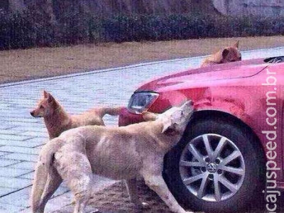  Cães vingativos destroem carro parado em vaga preferida