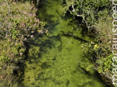 Proteger nascentes é saída para colapso hídrico, defende WWF-Brasil