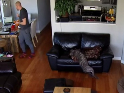 Cachorro está tão cansado que cai do sofá mas continua dormindo