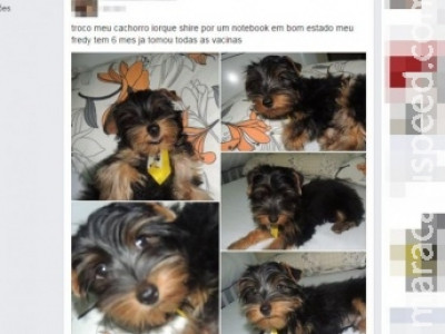 Vendedora que ofereceu cachorro por notebook é ameaçada de morte em MS