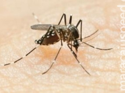 Mosquito da dengue modificado será "solto" no interior de SP