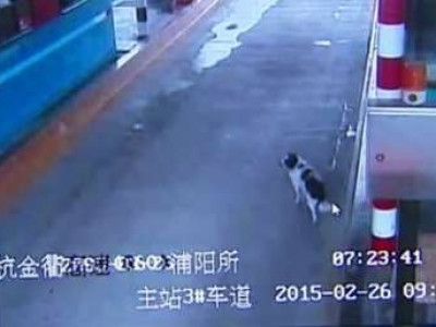  Cão persegue carros em estrada em busca de dono há 2 semanas