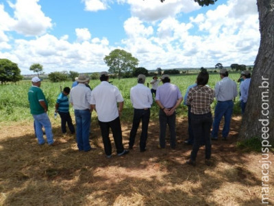 Dia de Campo do Programa Mais Inovação apresenta estratégias para produtividade sustentável