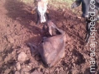Pitbulls atacam gado e dona registra B.O contra vizinhos 