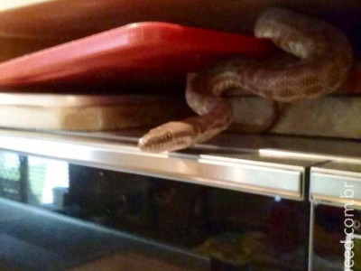 Família australiana leva susto ao flagrar cobra em cima do micro-ondas