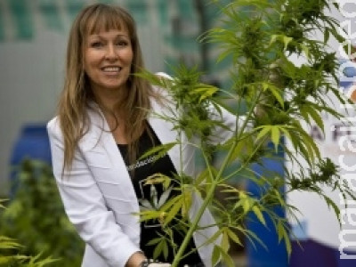 Chile começa colheita de maconha para uso medicinal contra câncer