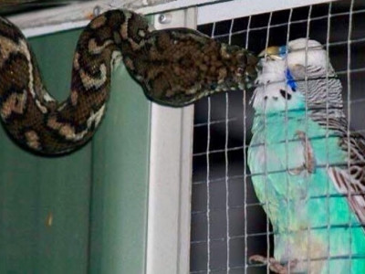 Australiana flagra cobra fazendo carinho em periquito na gaiola