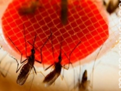 Bactérias intestinais do Aedes podem se tornar arma contra a dengue