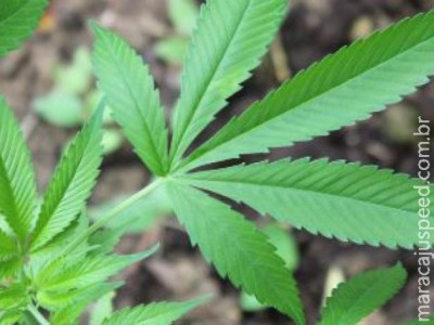 Estado norte-americano da Geórgia legaliza maconha para uso médico