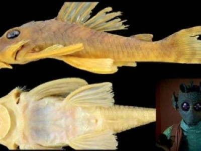 Peixe encontrado no Brasil ganha nome em homenagem a Star Wars