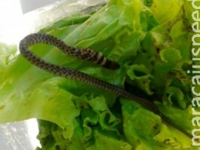 Dona de casa encontra cobra em alface ao preparar salada para almoço