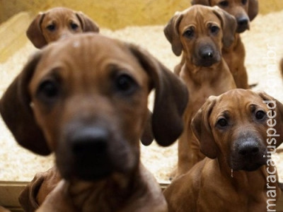 Homem envia à namorada acidentalmente imagens em que faz sexo com cão