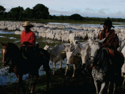 Começa vacinação 2015 contra Febre Aftosa em Mato Grosso do Sul