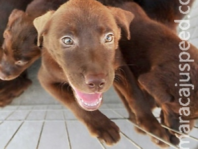 Câmara aprova prisão para quem matar cães e gatos
