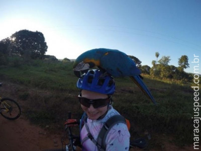 Arara pega carona em capacete de ciclista durante passeio no interior de MS