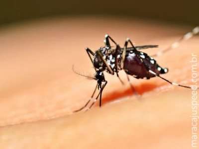 Saúde confirma mais duas mortes causadas pela dengue no Estado
